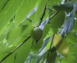Juglans разновидность cordiformis