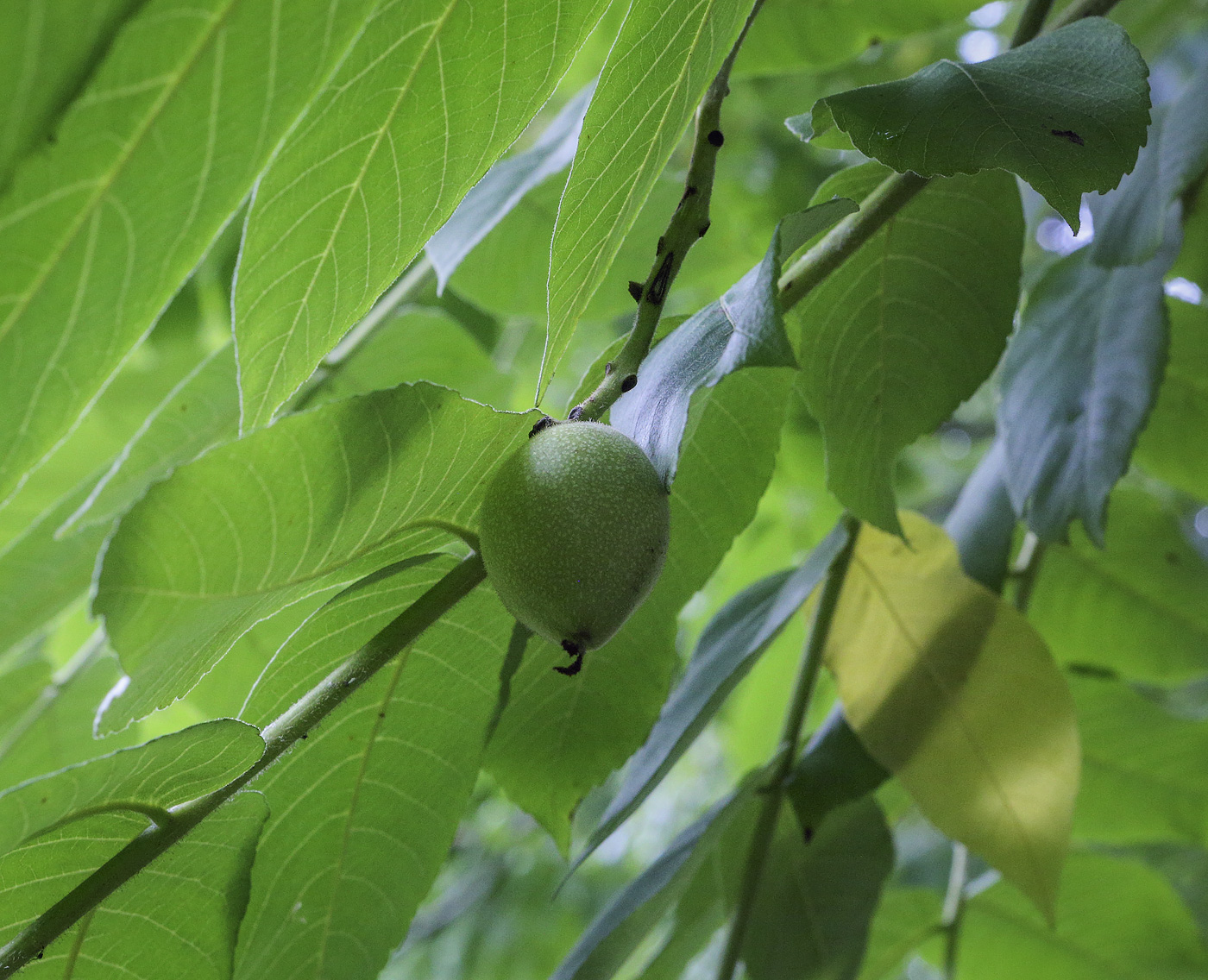 Image of Juglans ailanthifolia var. cordiformis specimen.