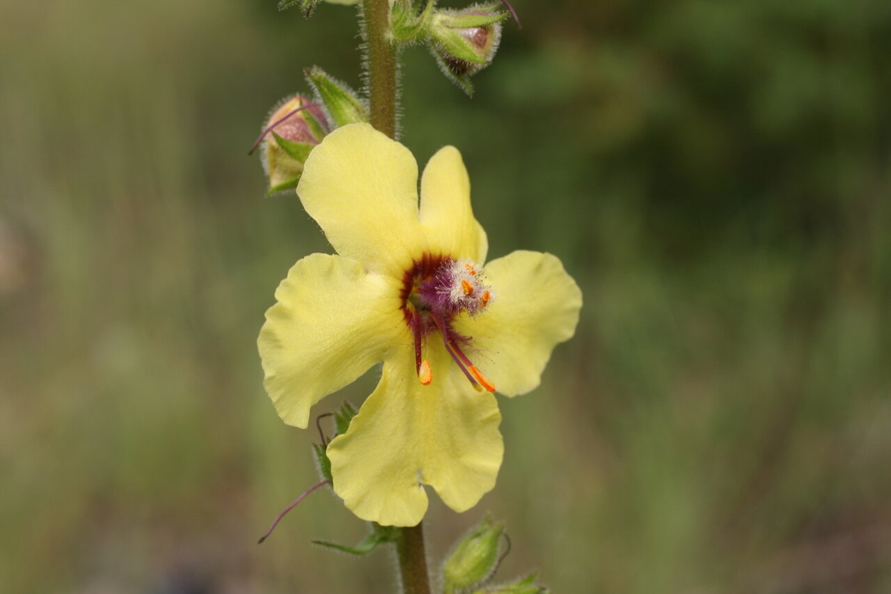 Image of Verbascum anisophyllum specimen.