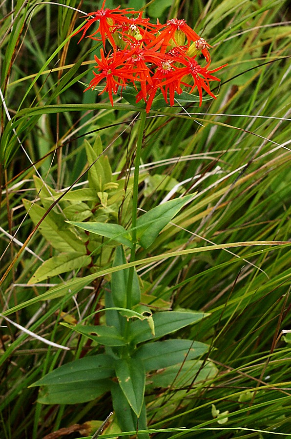 Изображение особи Lychnis wilfordii.