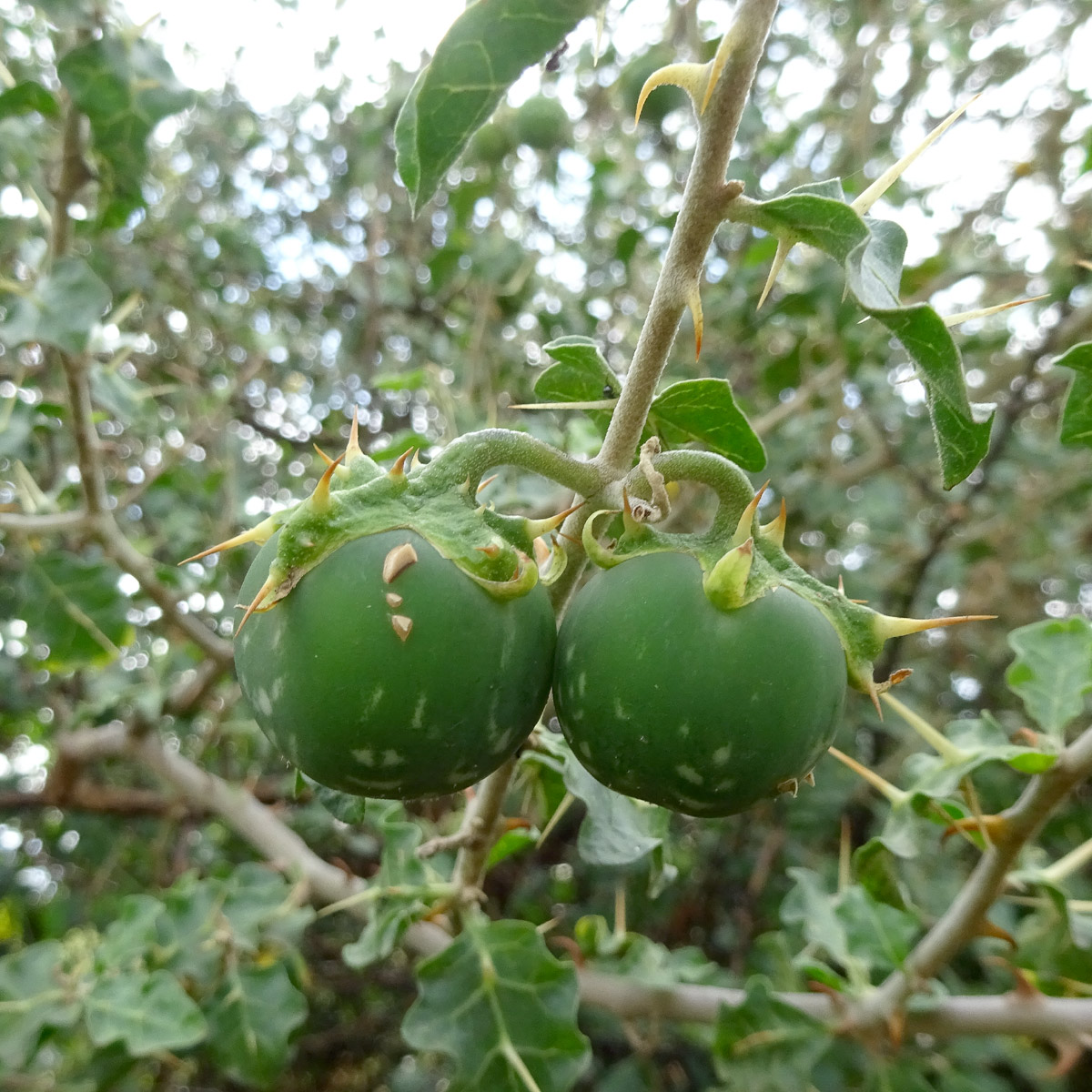 Image of Solanum arundo specimen.