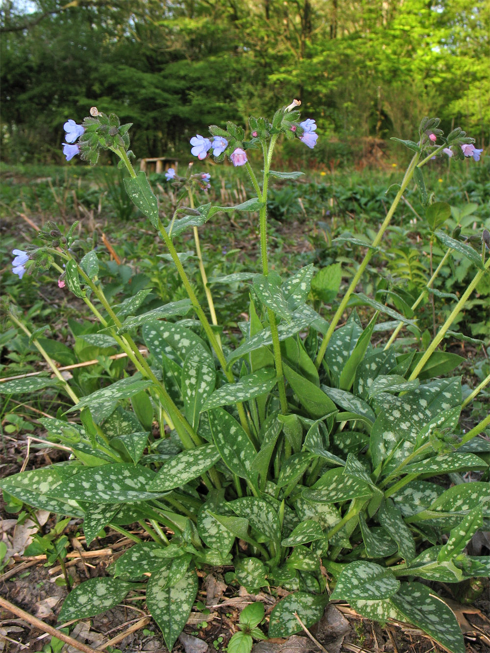 Изображение особи Pulmonaria saccharata.