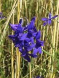 Delphinium consolida