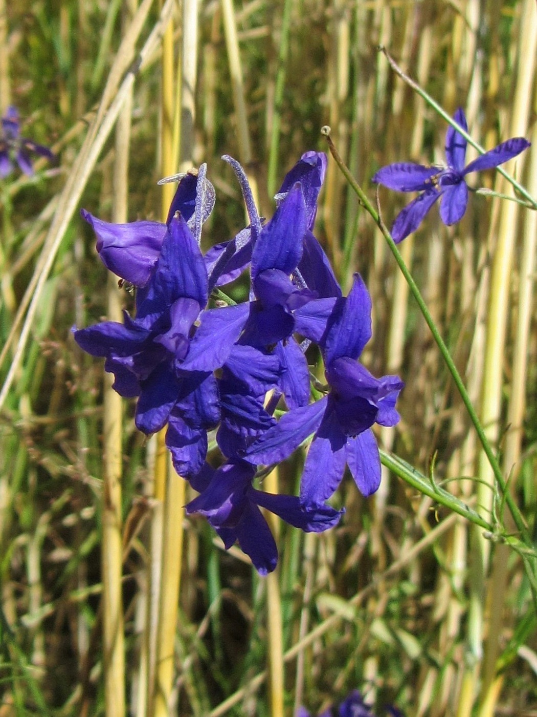 Image of Delphinium consolida specimen.