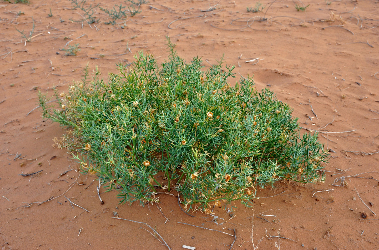 Image of Peganum harmala specimen.