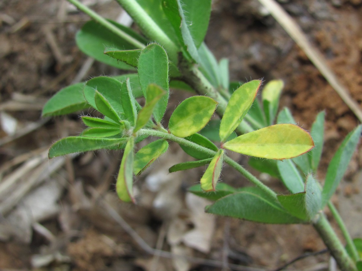 Image of Dorycnium graecum specimen.