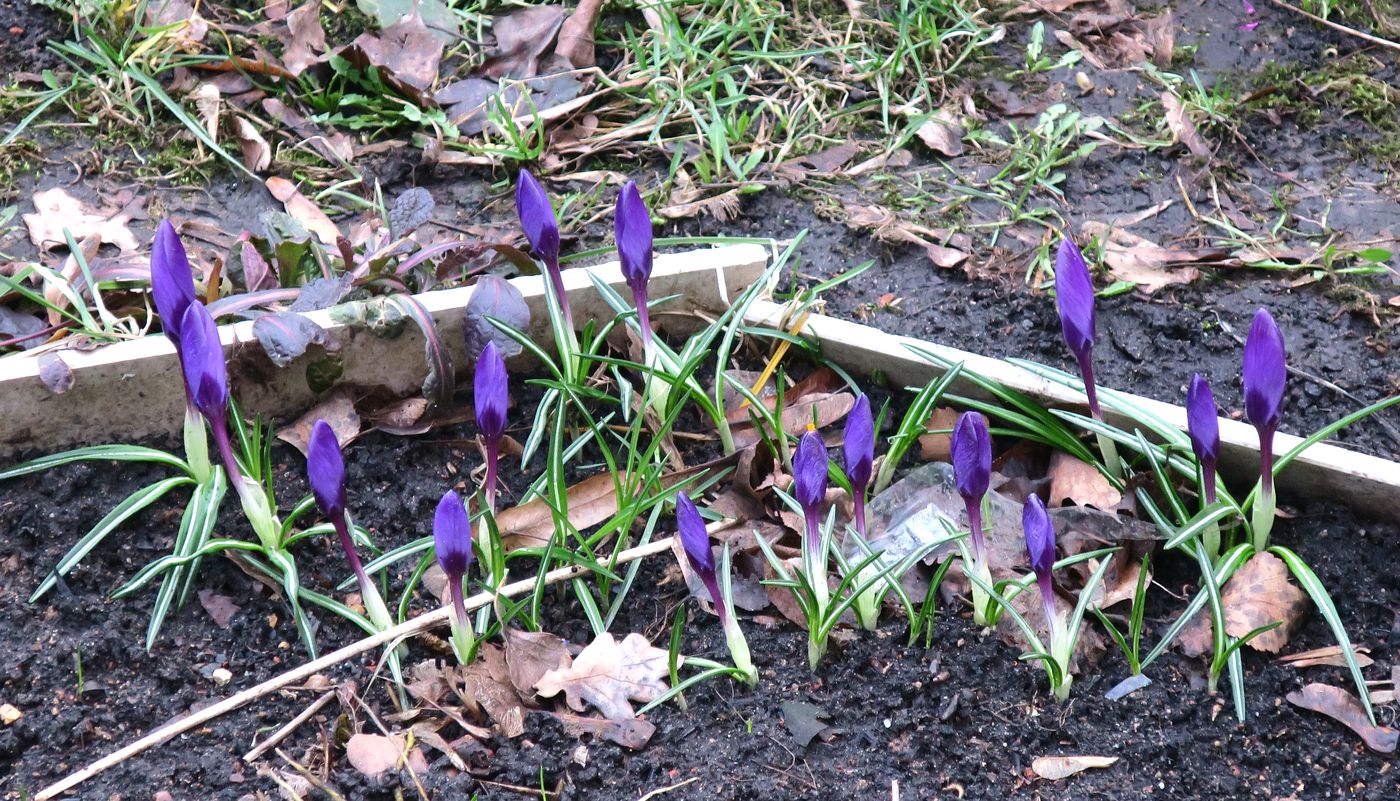 Изображение особи Crocus vernus.