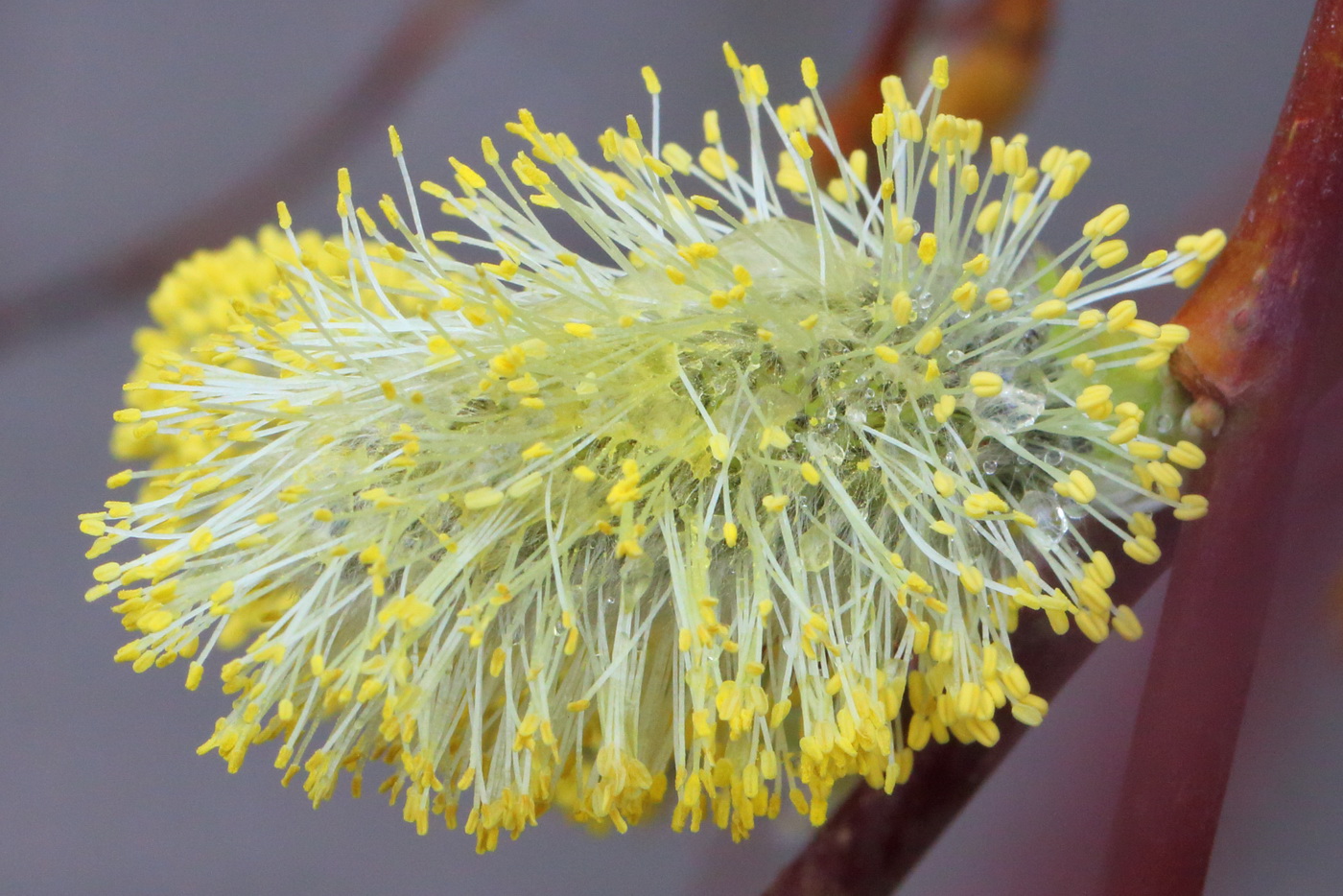 Image of Salix caprea specimen.