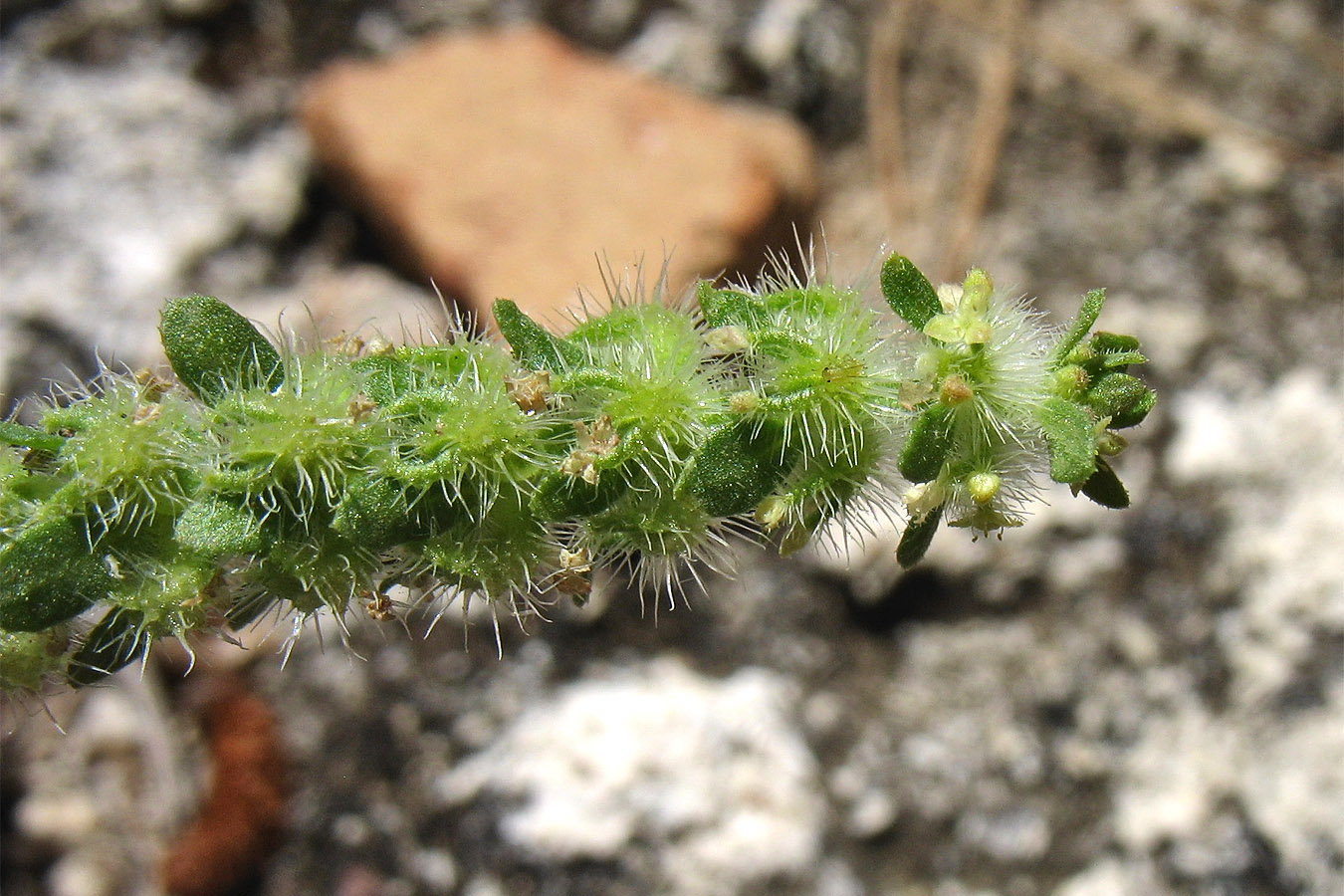 Image of Valantia hispida specimen.