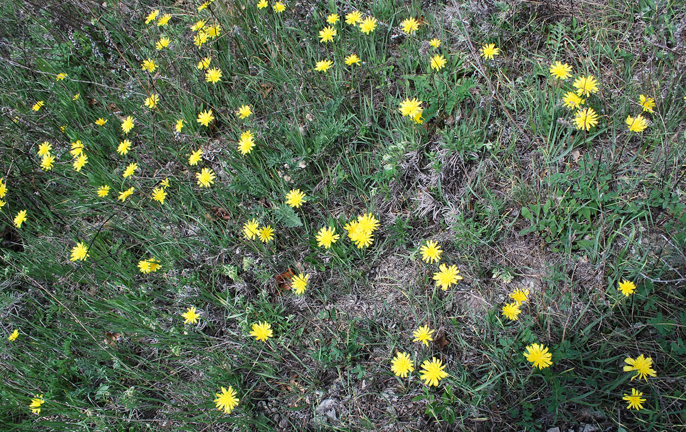 Image of Scorzonera austriaca specimen.