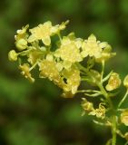 Ribes alpinum. Соцветие. Подмосковье, гор. Одинцово, в культуре. Май 2021 г.