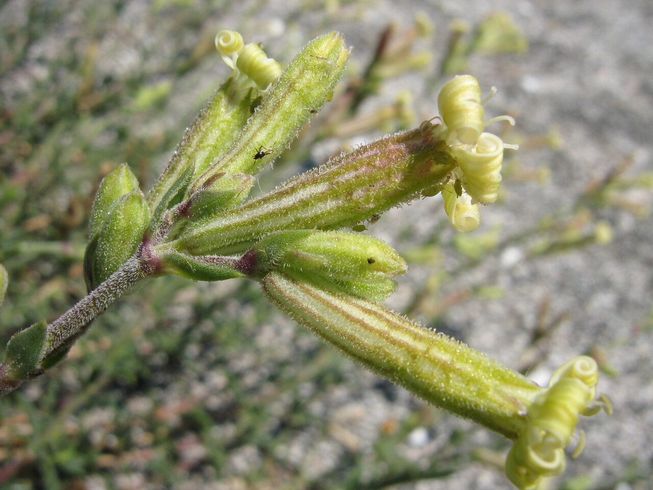 Изображение особи Silene thymifolia.