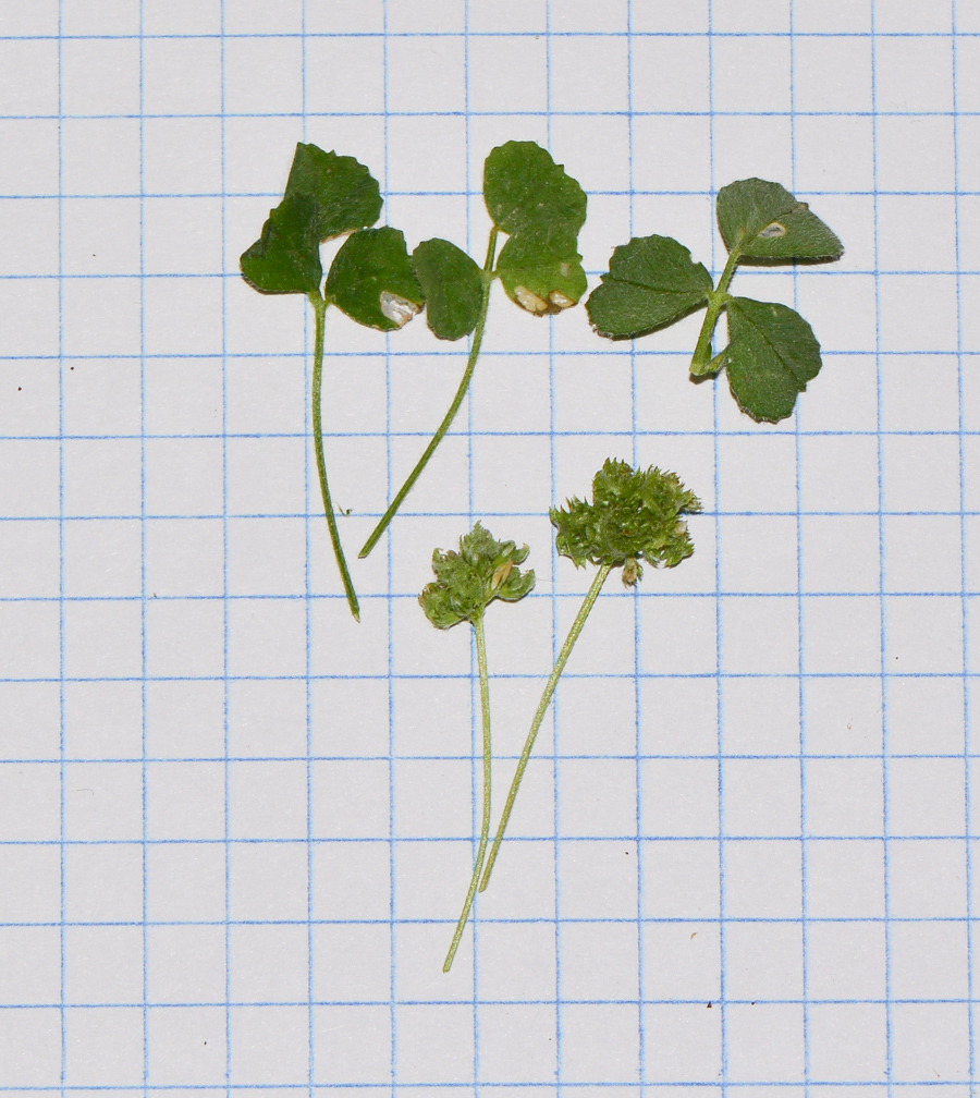 Image of Medicago coronata specimen.