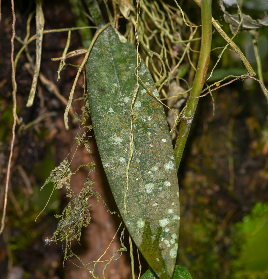 Image of familia Orchidaceae specimen.