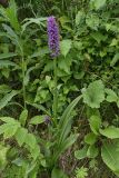 Dactylorhiza sibirica