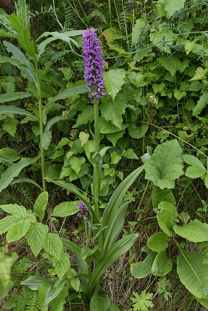 Изображение особи Dactylorhiza sibirica.