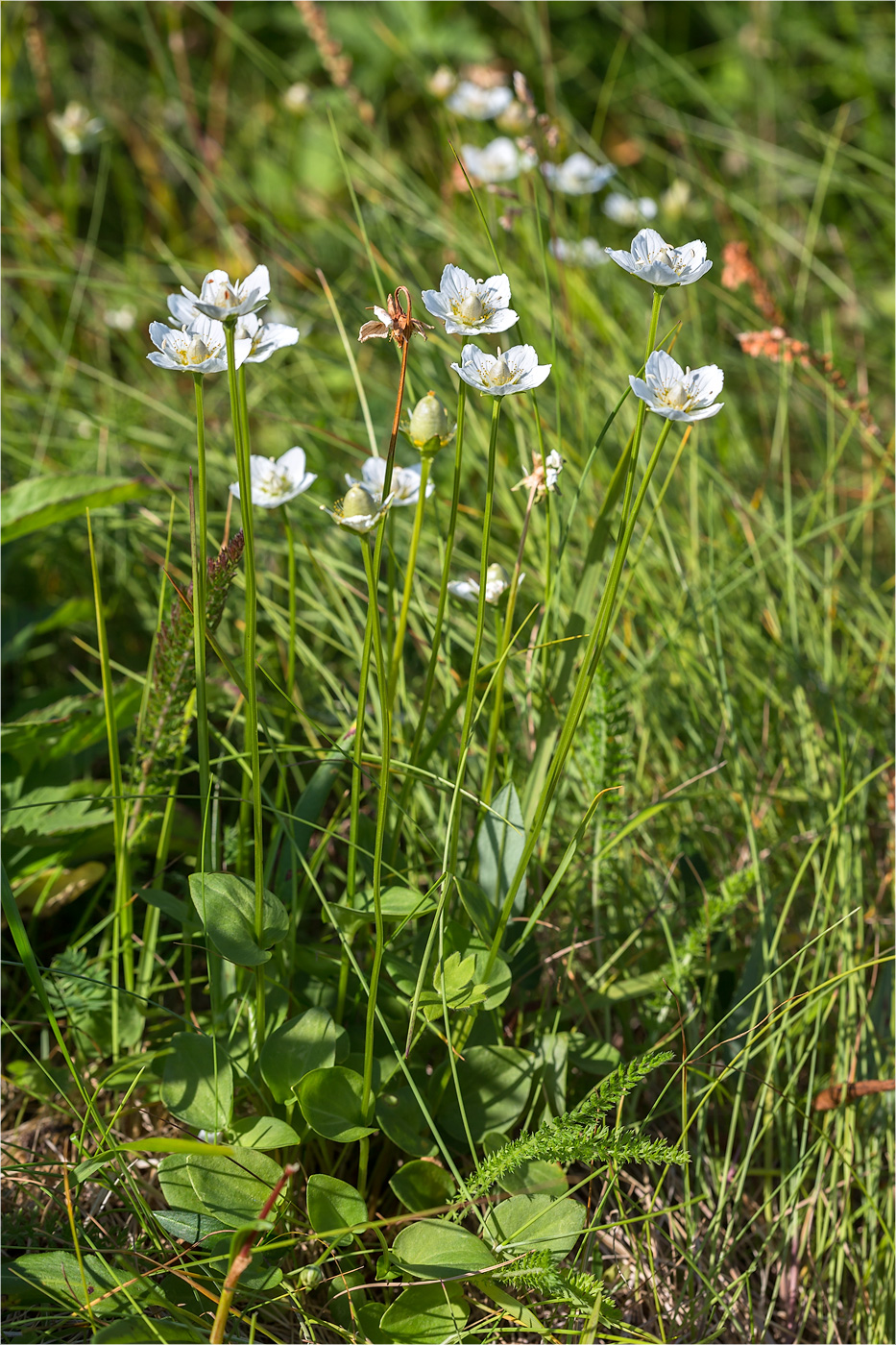 Image of Parnassia palustris specimen.