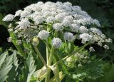 Heracleum sosnowskyi. Соцветия. Дагестан, Докузпаринский р-н, с. Килер, луг у дороги. 26 июня 2021 г.