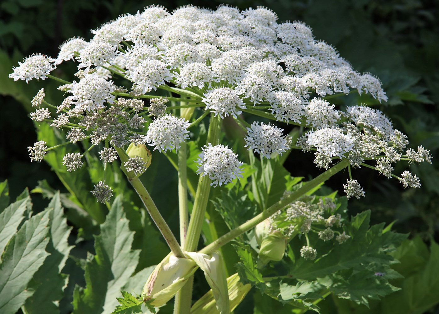 Image of Heracleum sosnowskyi specimen.