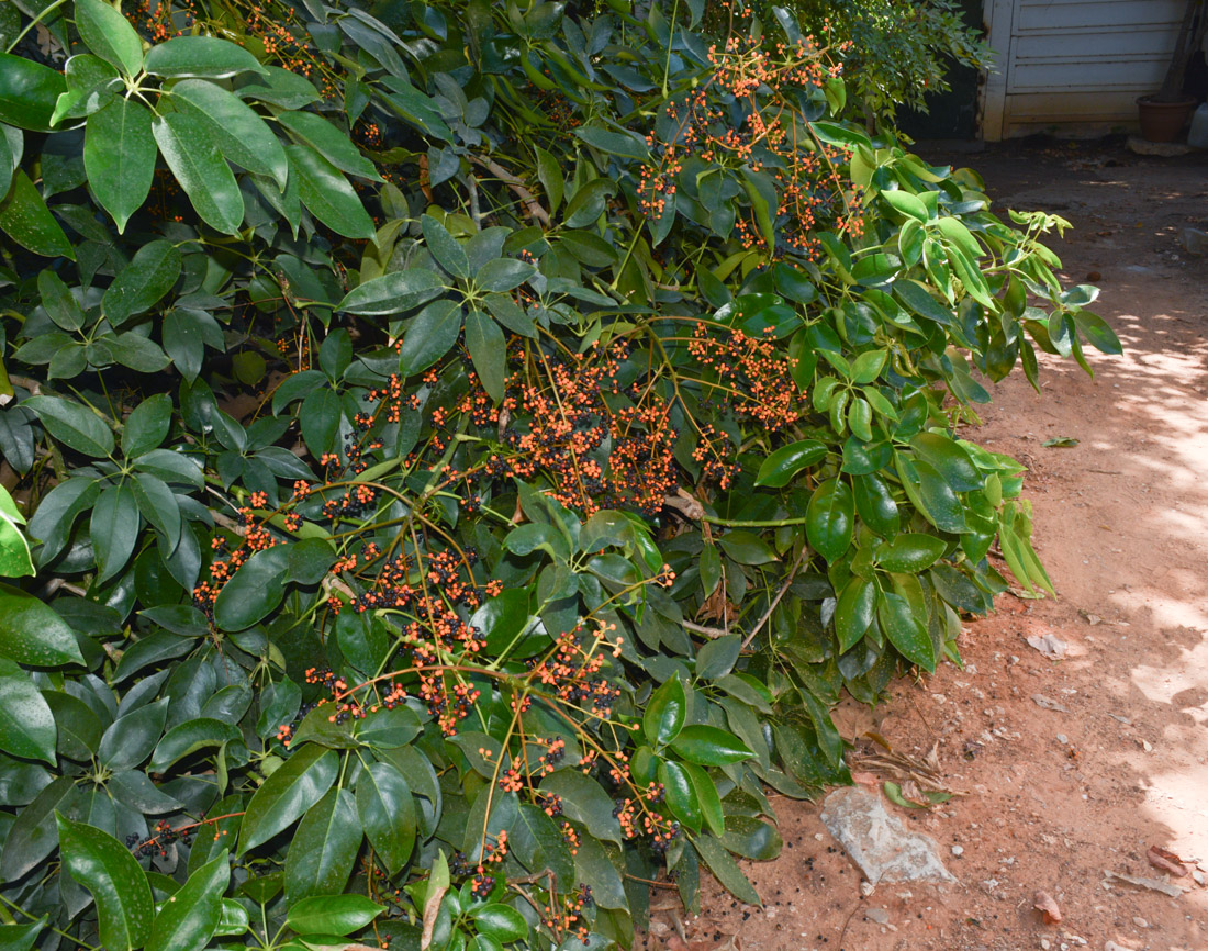 Image of Schefflera digitata specimen.