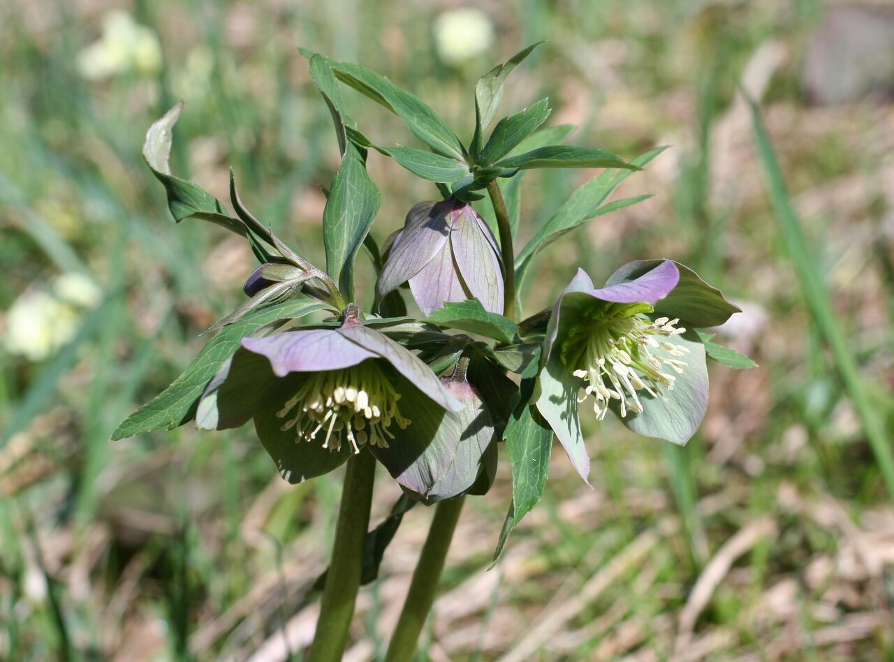 Image of Helleborus purpurascens specimen.