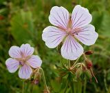 Geranium pratense. Цветки и бутоны. Юго-восточный Казахстан, хр. Кетмень. 6 августа 2007 г.