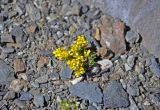 Draba oreades