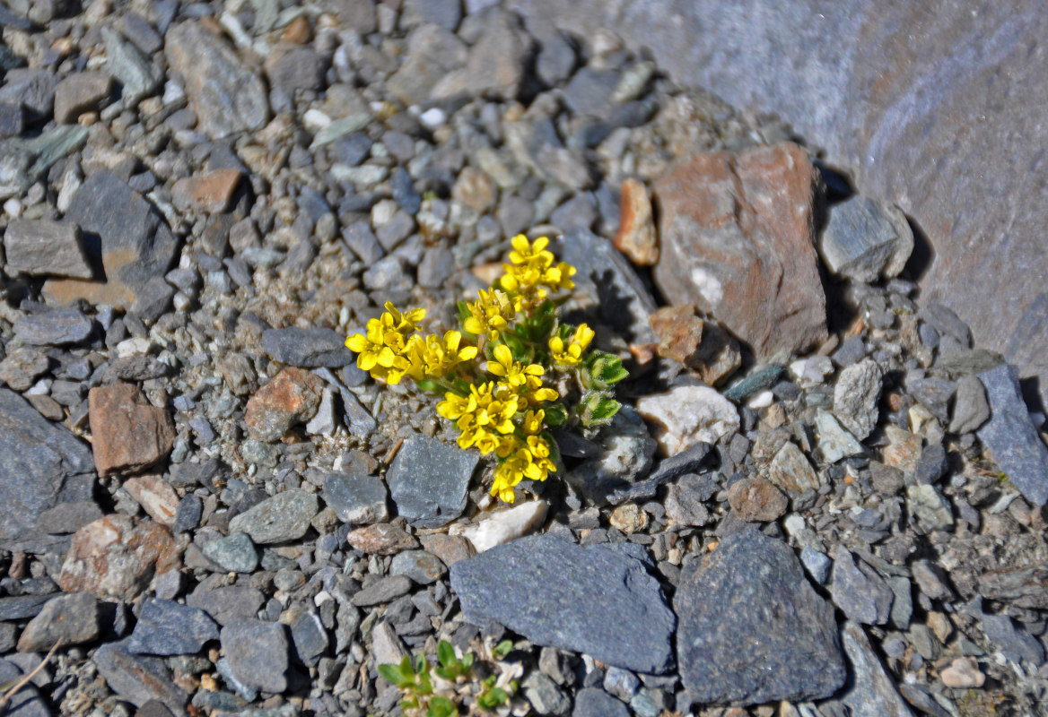 Изображение особи Draba oreades.