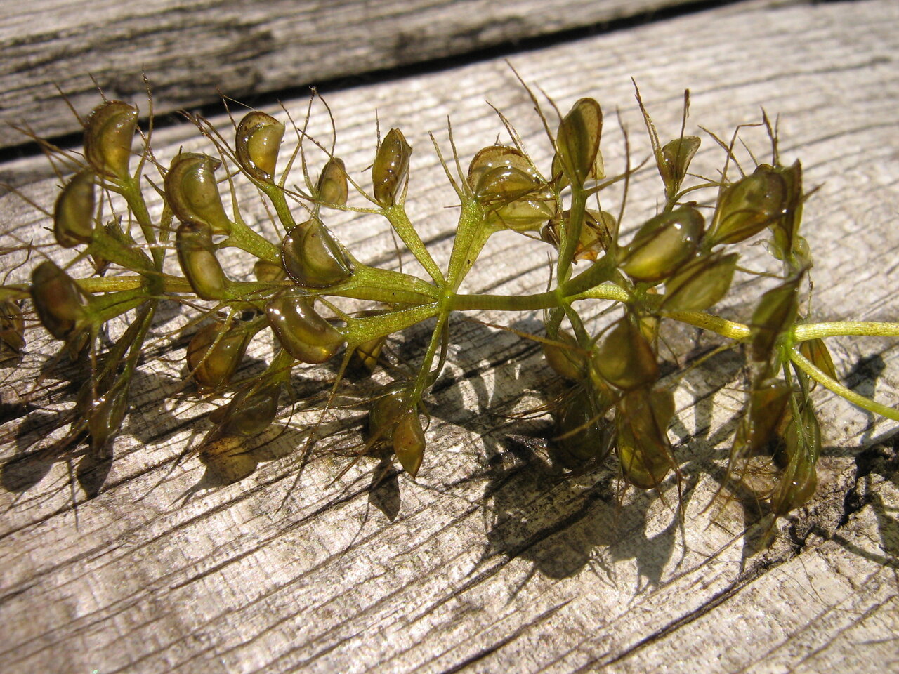 Image of Aldrovanda vesiculosa specimen.