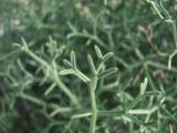 Bilacunaria caspica