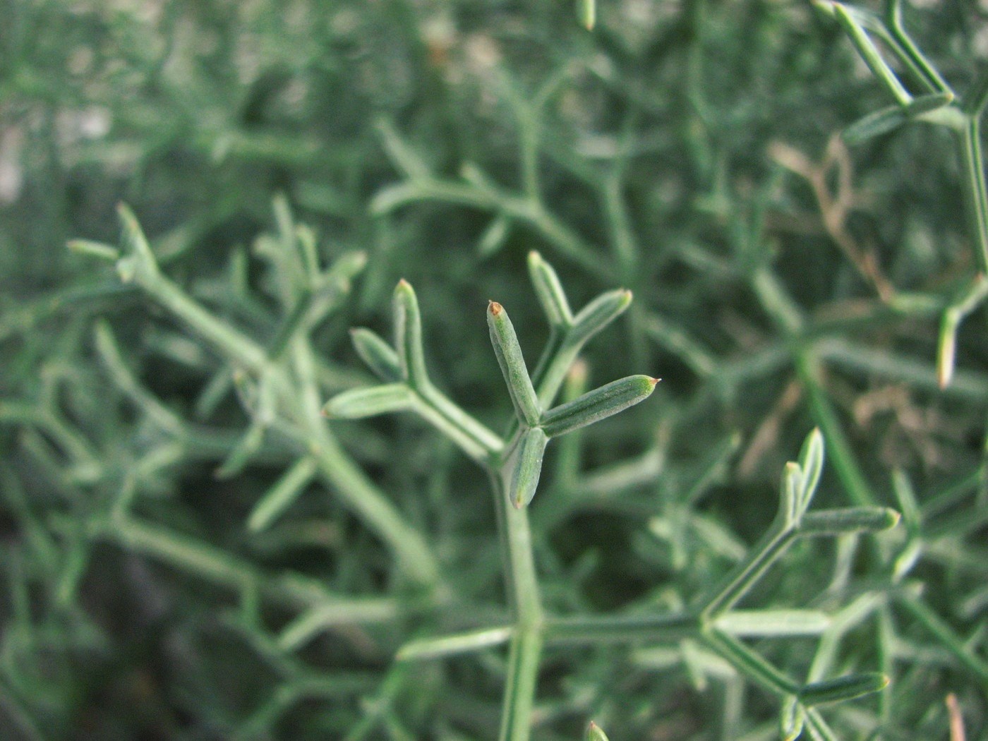 Image of Bilacunaria caspica specimen.