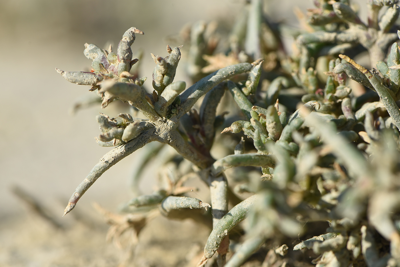 Image of Petrosimonia oppositifolia specimen.