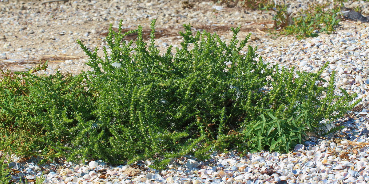 Image of Salsola pontica specimen.