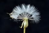 Senecio subdentatus. Соплодие (часть плодов удалена). Узбекистан, Наманганская обл., Ферганская долина, Мингбулакские пески. 14.05.2021.