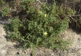 Ononis natrix subspecies ramosissima. Цветущее и плодоносящее растение. Испания, автономное сообщество Каталония, провинция Жирона, комарка Баш Эмпорда, муниципалитет Паламос, пляж. 24.10.2021.