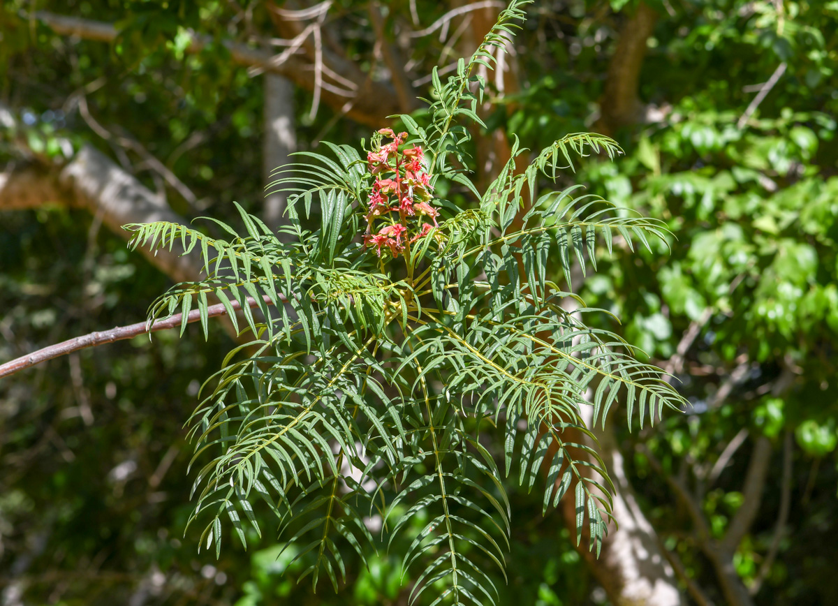 Image of Erythrophysa transvaalensis specimen.