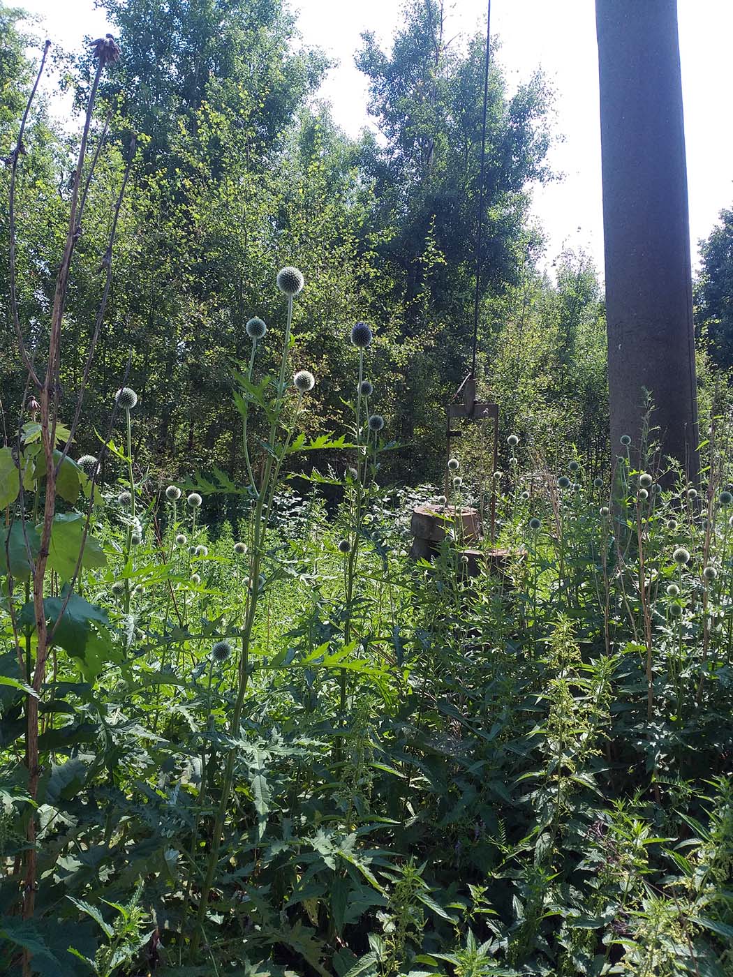 Image of Echinops exaltatus specimen.