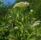 Sambucus ebulus