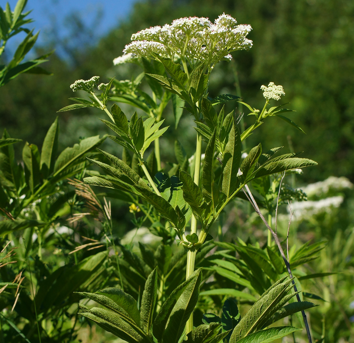 Изображение особи Sambucus ebulus.