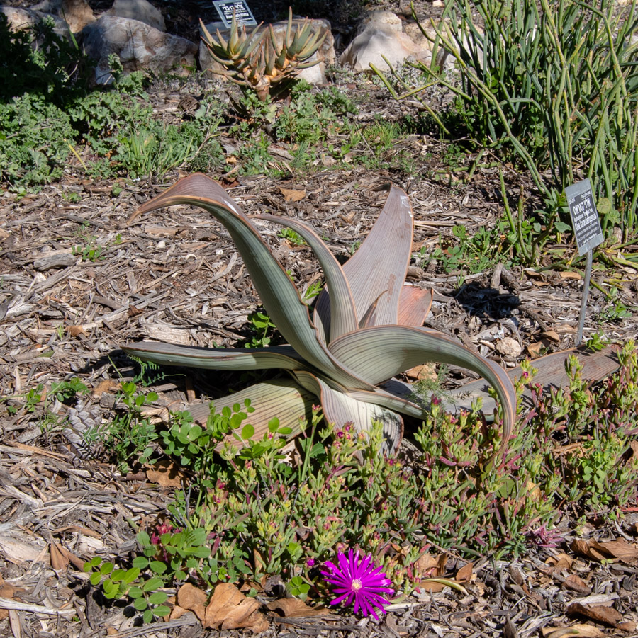 Image of Aloe karasbergensis specimen.