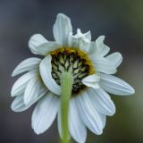 Anthemis melanoloma