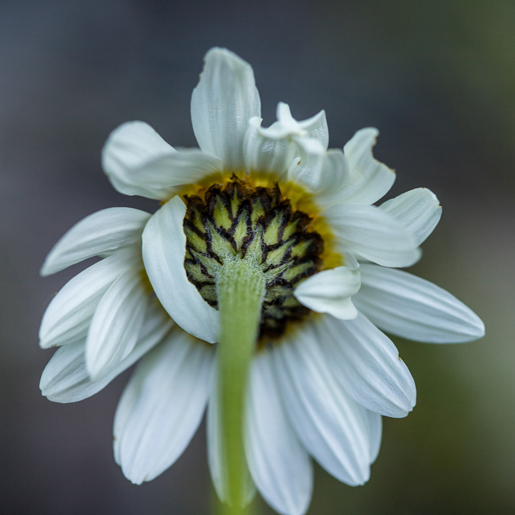 Изображение особи Anthemis melanoloma.