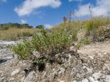 Thymus pulchellus. Плодоносящее растение. Краснодарский край, Мостовской р-н, окр. пгт Псебай, хр. Герпегем, ≈ 1000 м н.у.м., горный луг, гипсовое обнажение. 19.08.2021.