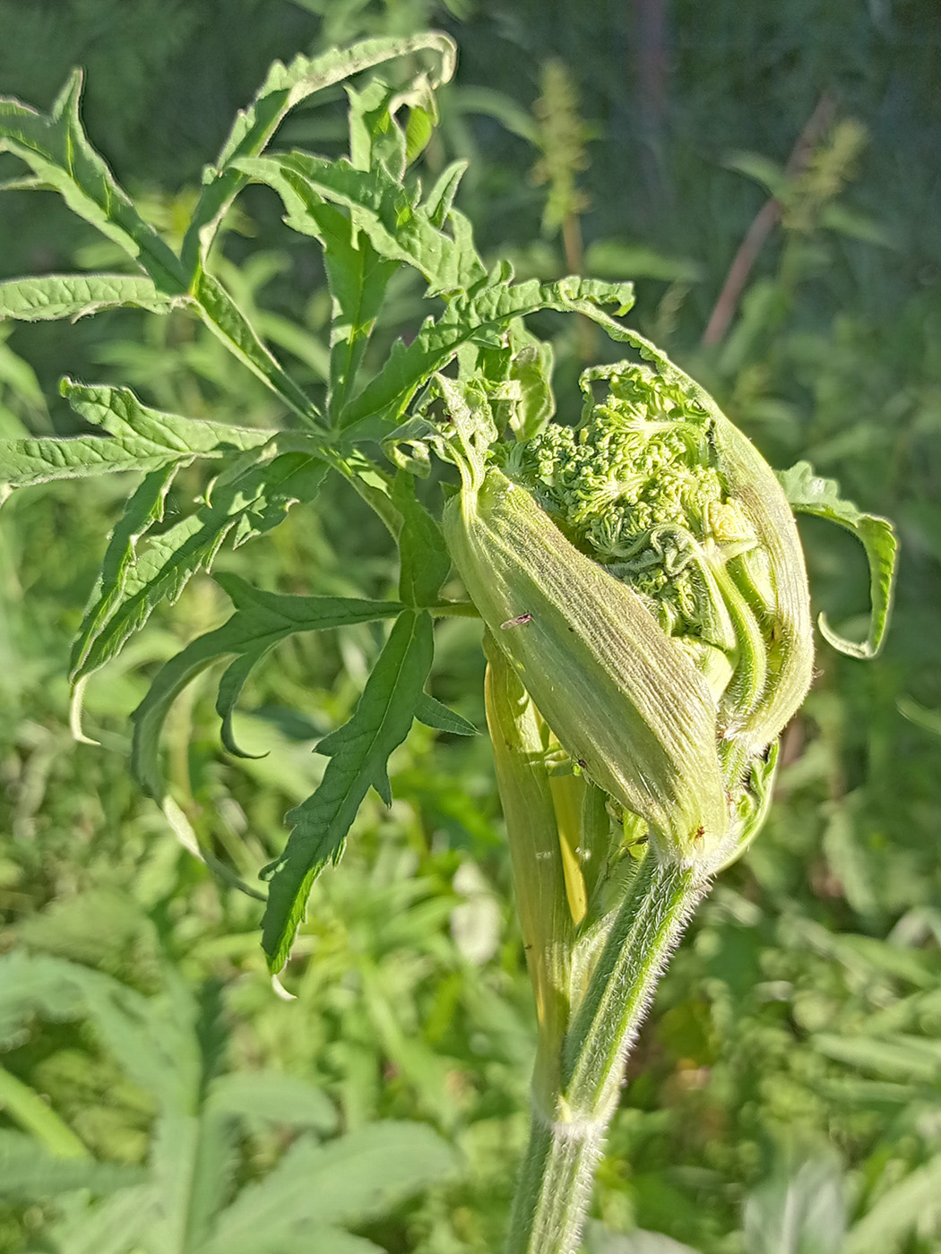 Image of Heracleum sibiricum specimen.