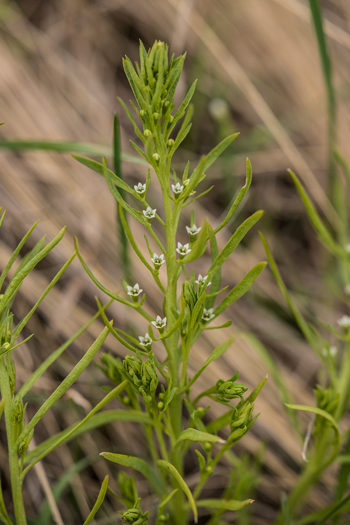 Изображение особи Thesium ramosum.