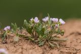 Neotorularia contortuplicata. Цветущее растение. Калмыкия, Целинный р-н, окр. села Троицкое, балка Каменная, глинистый склон. 17.04.2022.