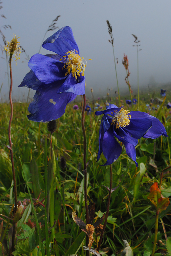 Image of Aquilegia glandulosa specimen.