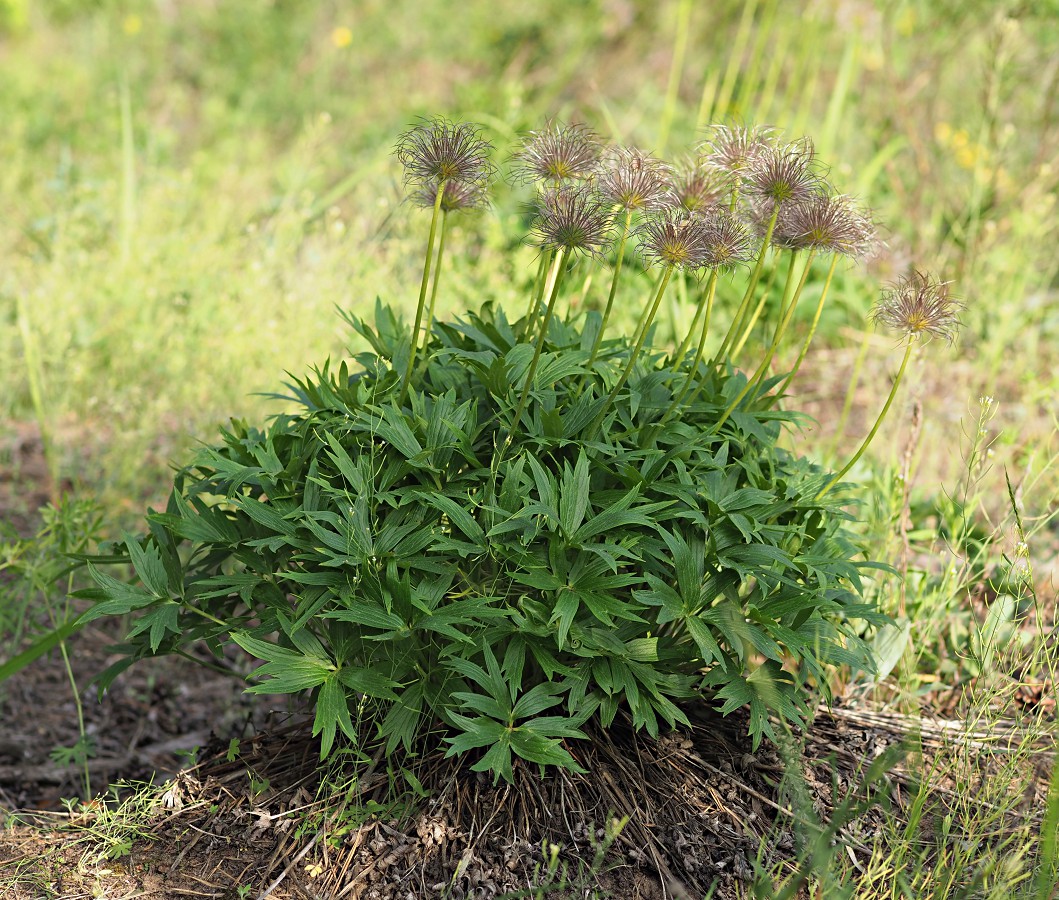 Изображение особи Pulsatilla patens.