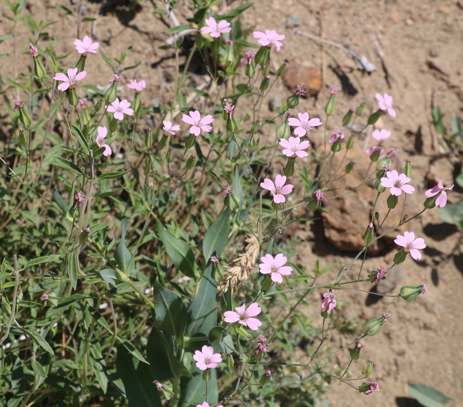 Image of Vaccaria hispanica specimen.