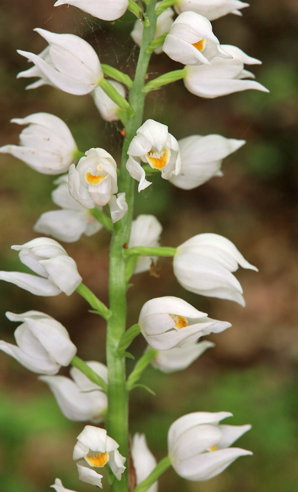 Изображение особи Cephalanthera longifolia.